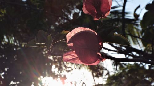 Close-up of flower against trees