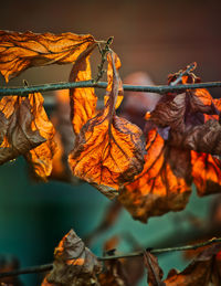 Close-up of dried autumn leaves