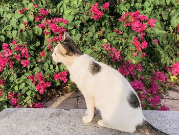 Cat on pink flowering plants