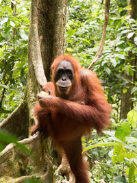 Monkey sitting in a forest