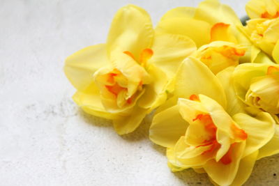 Close-up of yellow rose flower