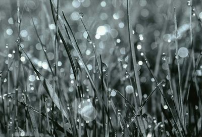 Close-up of dew drops on grass