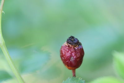 Close-up of red beetle on plant