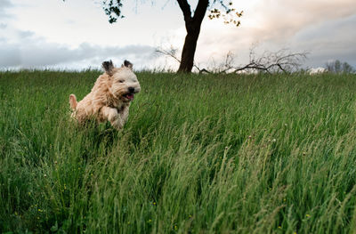 Fluffy dog running and jumping through the tall grass in a field.