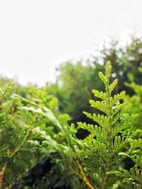 Close-up of fresh green plant