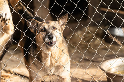 Close-up portrait of a fence in zoo