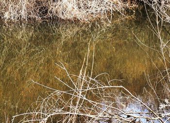 Close-up of bare branches against grass