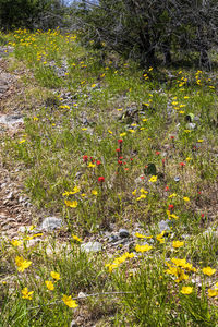 Scenic view of flowering plants on field