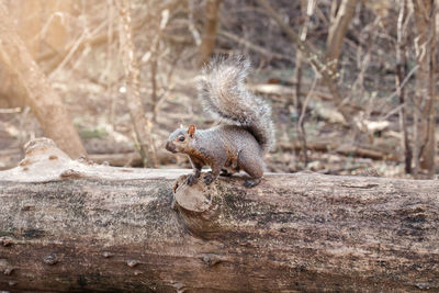 Grey fat squirrel with furry tail sitting on tree in park outside. animal wild squirrel in forest