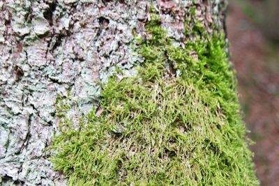 Close-up of moss growing on tree trunk