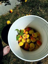 High angle view of peaches in container on field