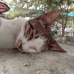 Close-up of a cat sleeping