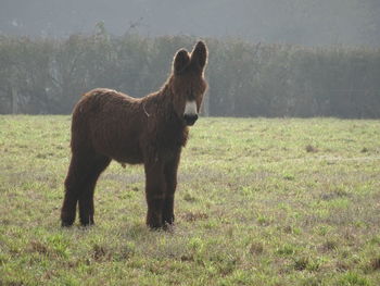 Horse standing on field