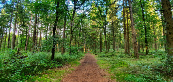 Footpath amidst trees in forest