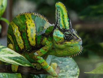 Close-up of lizard on leaf