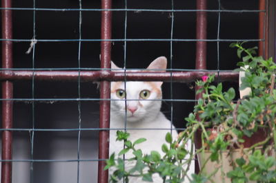 Portrait of a cat in cage