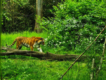 Cat in a forest