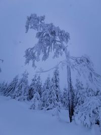 Trees on snow covered mountain against sky