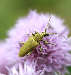 Close-up of insect on pink flower