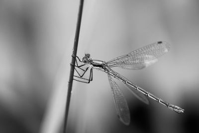 Close-up of dragonfly on twig