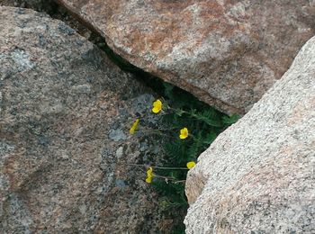 Close-up of flower on rock