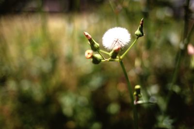 Close-up of white dandelion flower