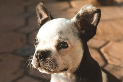 Close-up of a dog looking away