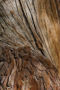 Full frame shot of tree trunk