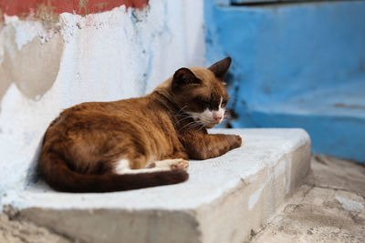 Close-up of cat sitting on retaining wall