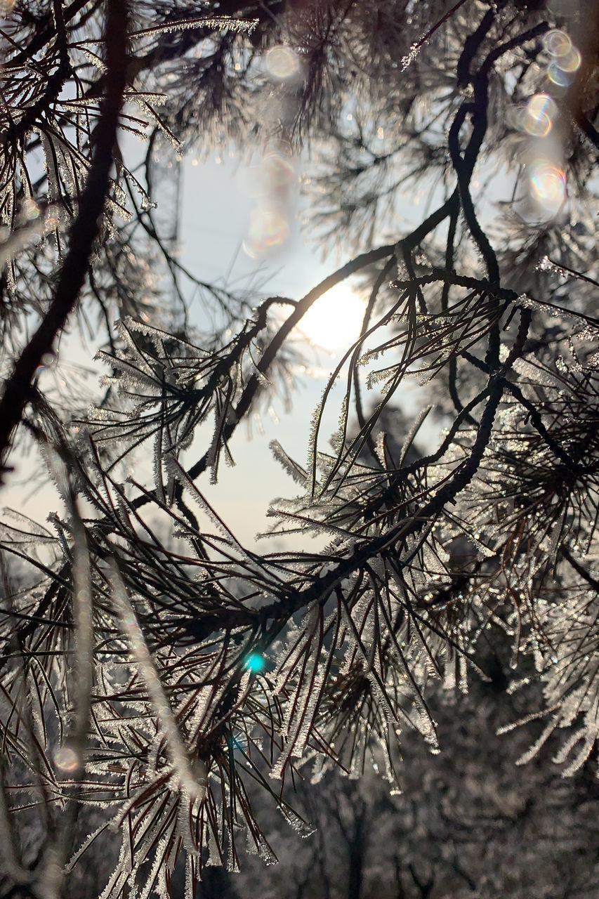 LOW ANGLE VIEW OF PINE TREE