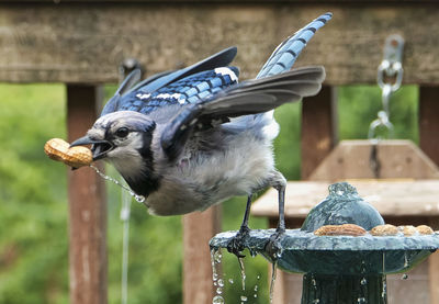 Bluejay flies off the fountain with its peanut treat