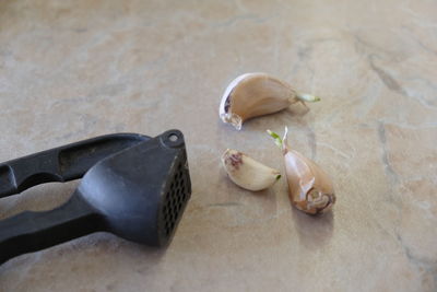 High angle view of shells on table