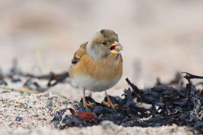 Close-up of bird perching on a field