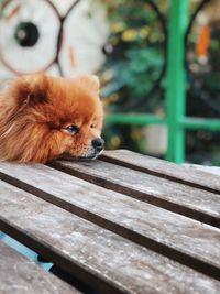 Dog looking away