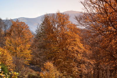 Trees on mountain during autumn