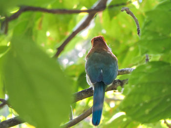 Close-up of bird perching on tree