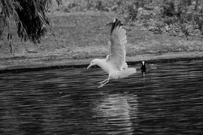 Seagull landing in water