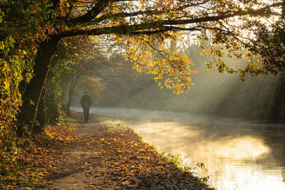 Rear view of man walking by trees during autumn, alongside a canal. misty sunbeams.