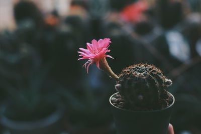 Close-up of pink flowering plant