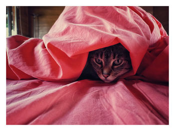 Hidden cat under red blankets