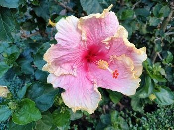 Close-up of pink hibiscus flower