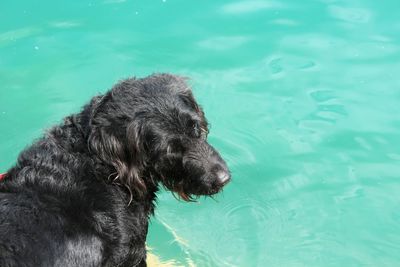 Close-up of dog swimming in pool