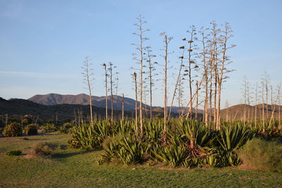 Plants on landscape against sky