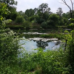 Scenic view of lake against trees in forest