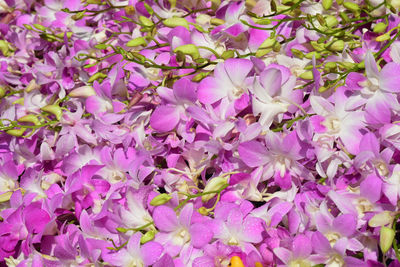 Full frame shot of purple flowering plants