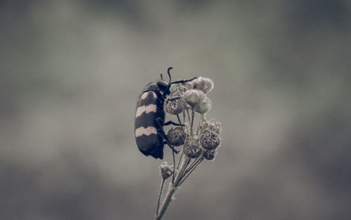 Close-up of wilted flower