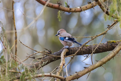 A jay sits on the branch of a spruce in the forest