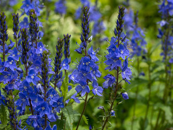 Close-up of purple flowering plants on field