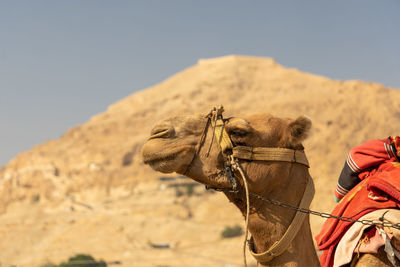 View of a camel on a desert