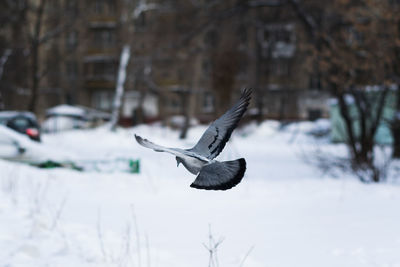 Close-up of bird flying over snow during winter